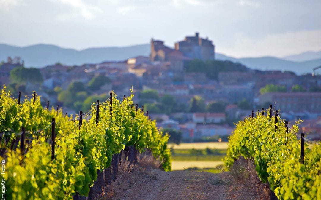 La Route des Vins : Une Odyssée à travers les Terroirs Viticoles