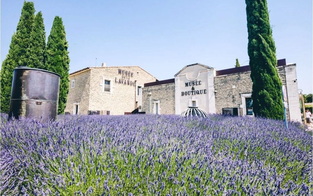 Les chemins de la Lavande, plateau de Sault, musée du Lavandin à Coustellet : Voyage au Cœur de la Lavande Provençale